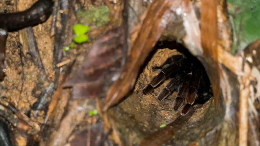 A Tarantula Hiding in a Spider Burrow Built Among Sticks